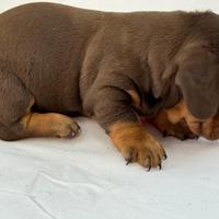 Bassotto tedesco nano kaninchen a pelo corto