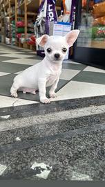 Chihuahua Toy
