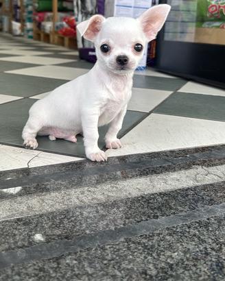 Chihuahua Toy