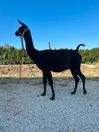 Lama