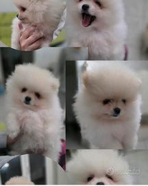 Volpini di Pomerania