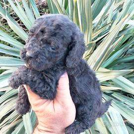 Cuccioli di barboncino