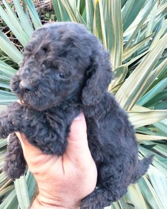 Cuccioli di barboncino