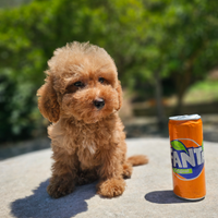 Splendidi cuccioli di Barboncino Toy e Mini Toy