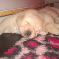 Splendidi cuccioli labrador miele alta genealogia