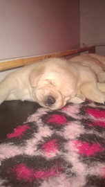 Splendidi cuccioli labrador miele alta genealogia