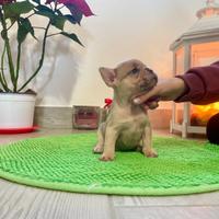 Bulldog francese esotico