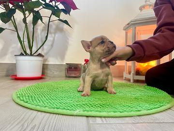 Bulldog francese esotico