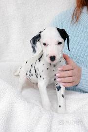 Dalmata maschio bianco e nero