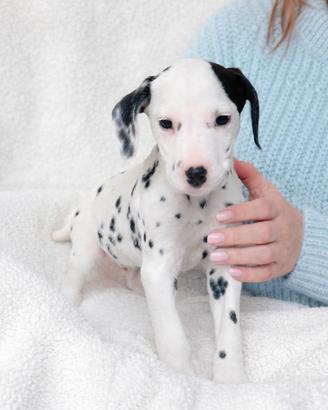Dalmata maschio bianco e nero