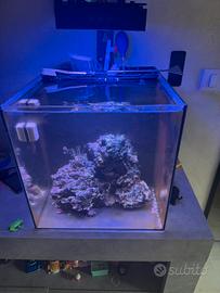 Acquario