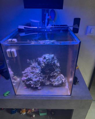 Acquario