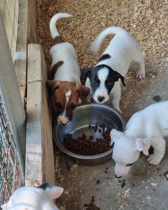 Cuccioli di jack russell
