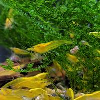 Neocaridine Davidi "Yellow Neon"