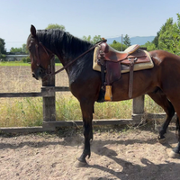 Cavallo