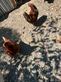 Galline ovaiole rosse
