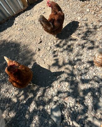 Galline ovaiole rosse