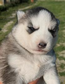 Cuccioli di Siberian Husky
