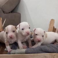 Cuccioli amstaff