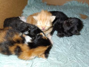 Cuccioli di Persiano