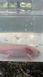 Axolotl