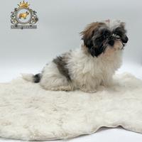 Magnifica cucciola Shih Tzu
