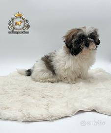 Magnifica cucciola Shih Tzu
