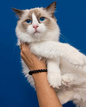 Ragdoll cucciolo