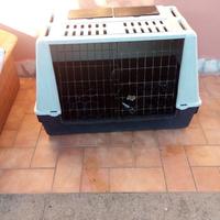 kennel cani