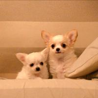 Femmine chihuahua pelo lungo