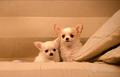 Femmine chihuahua pelo lungo