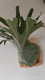 Platicerium Superbum 