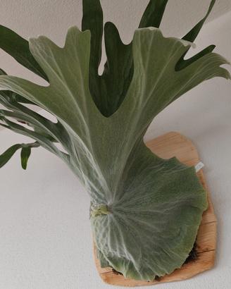 Platicerium Superbum 