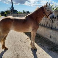 Cavalla haflinger