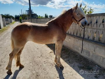 Cavalla haflinger