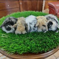 Mini Lop Ariete Nano