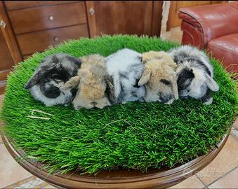 Mini Lop Ariete Nano