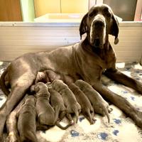 Alano cuccioli