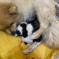 Volpino Spitz pomeriano