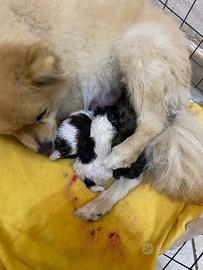 Volpino Spitz pomeriano