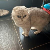 Scottish Fold