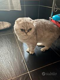 Scottish Fold
