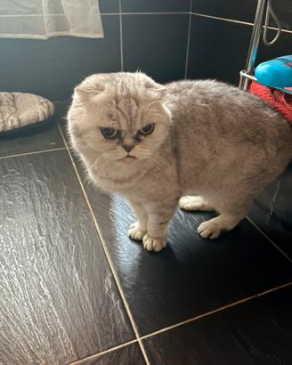Scottish Fold