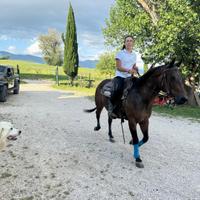 Cavallo Quarter Horse