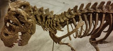Modello dinosauro t-rex