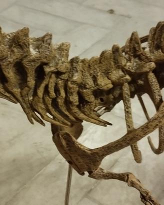 Modello dinosauro t-rex