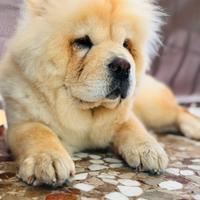 Incerca cane maschio Chow Chow accoppiamento