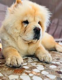 Incerca cane maschio Chow Chow accoppiamento