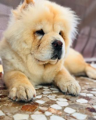 Incerca cane maschio Chow Chow accoppiamento