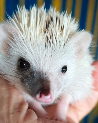 Riccio africano albiventrix